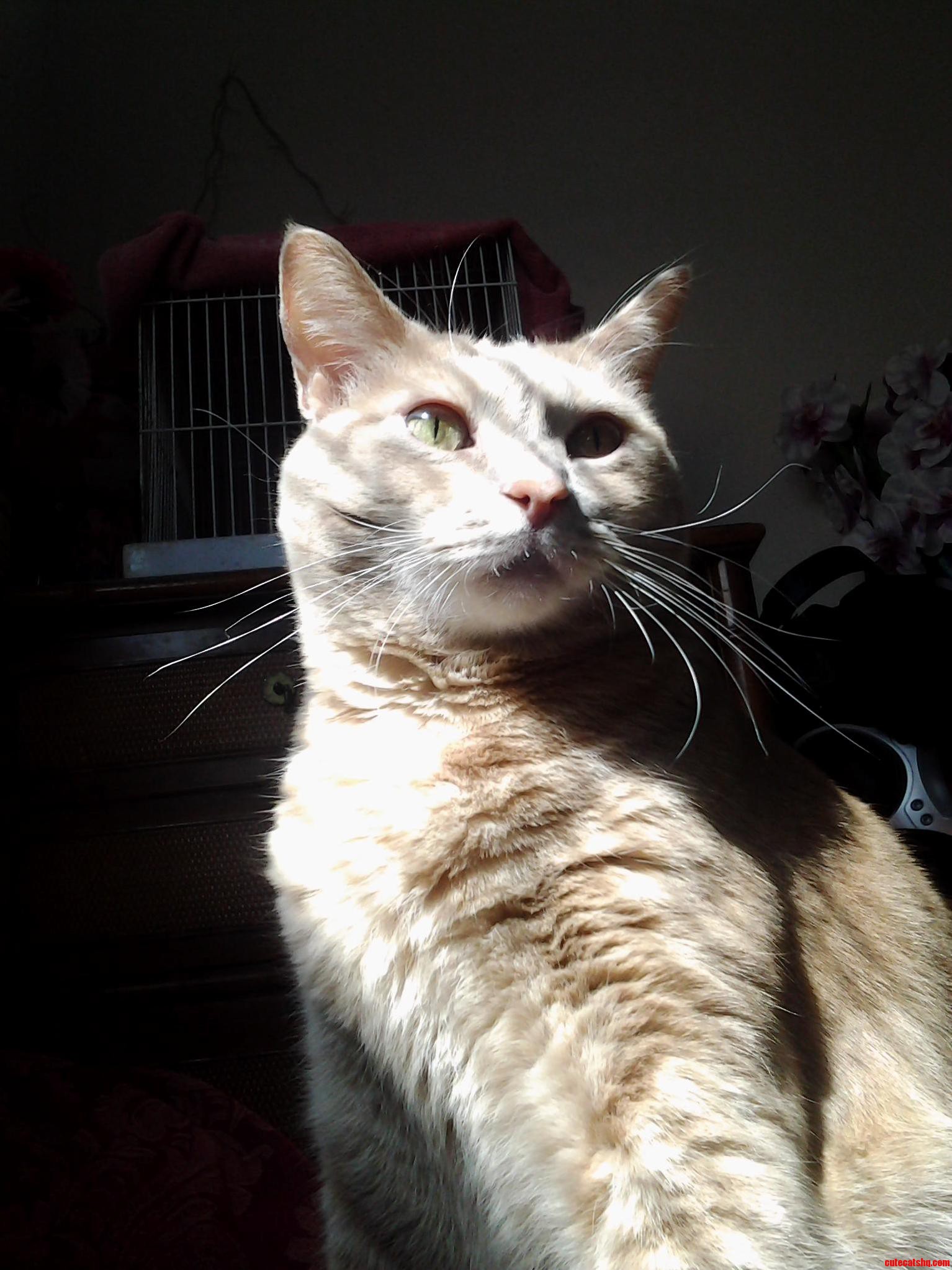 Behold the Glorious Moe