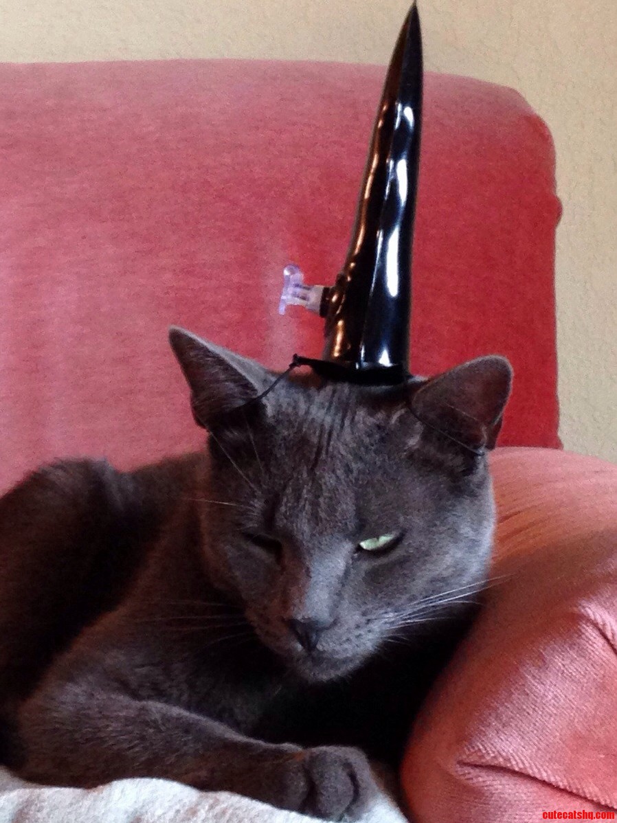 Behold Unicorn Cat