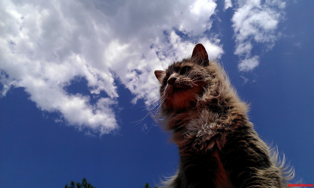 Belle in the Sun Part 2.