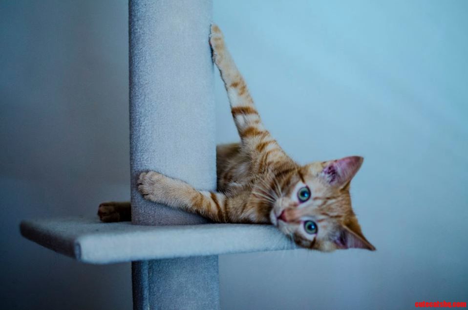 Big Red on His Tower