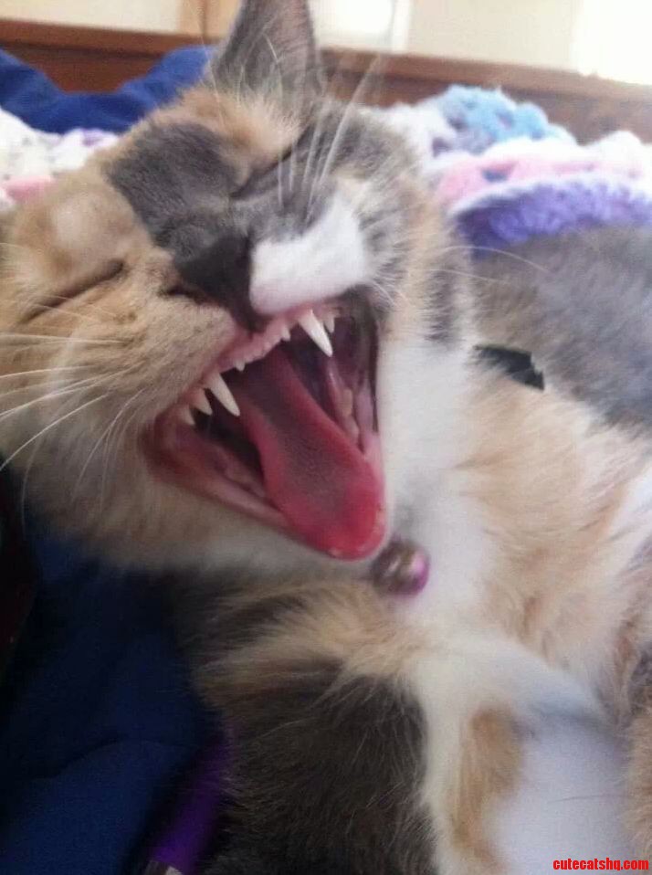 Big Yawn