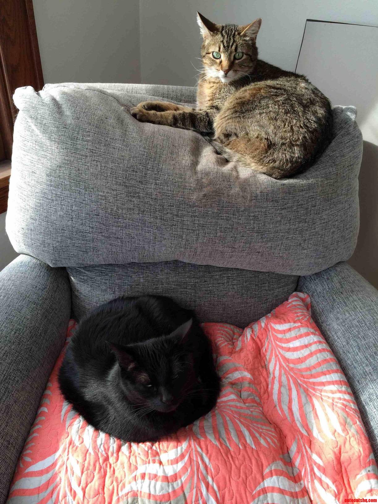 Black Cat Friday- a Demonstration of the Catarchy Around Here.