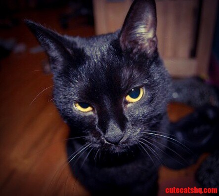 Black Cat Friday Meet Pumpkin