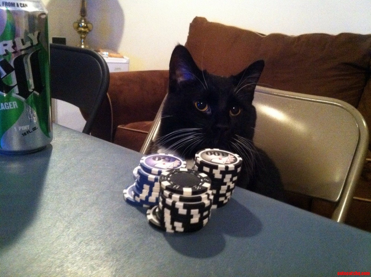 Black Cat Friday Mostly