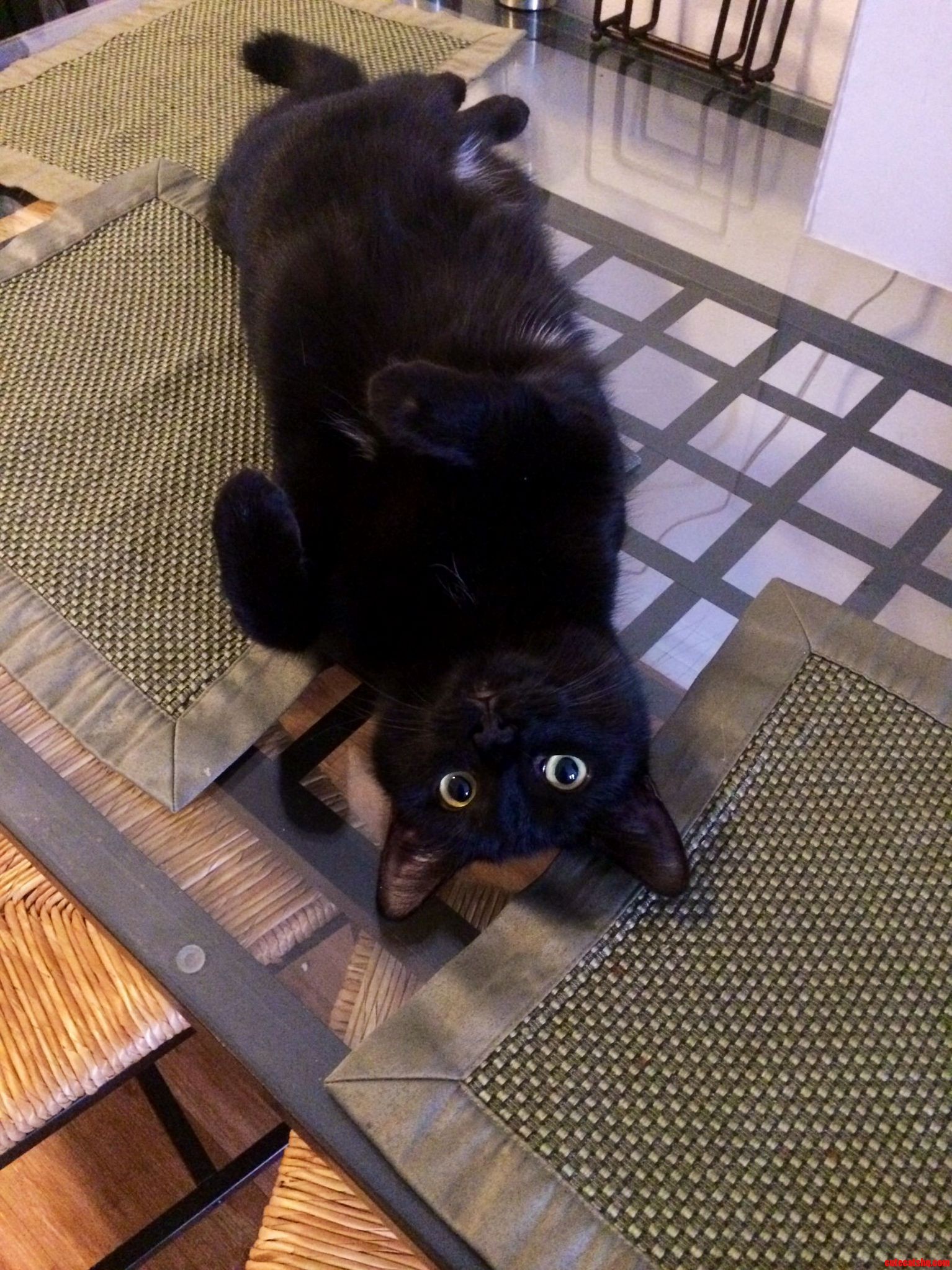 Black Cat Friday She Likes to Lay Upside Down on the Table