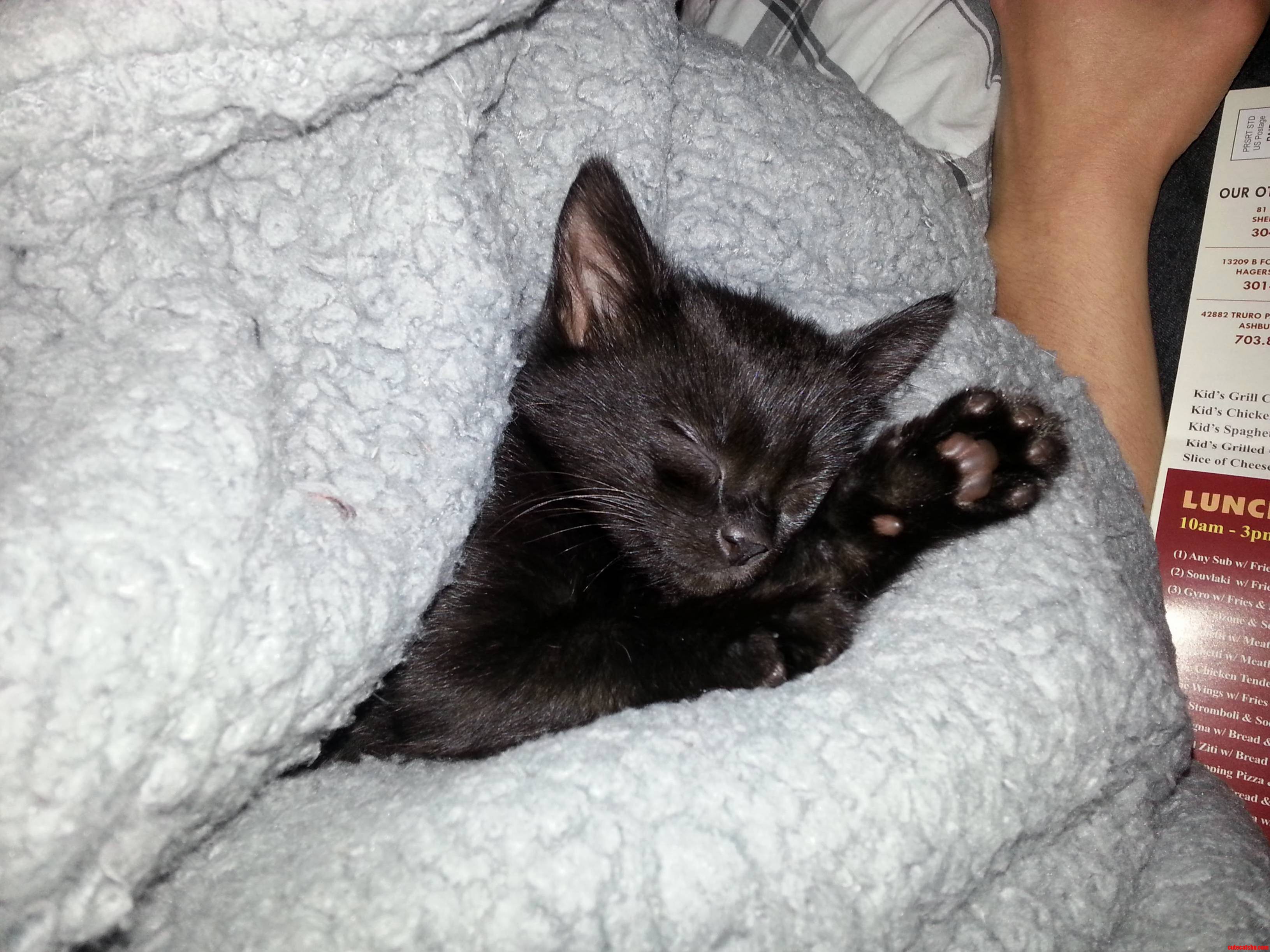Black Cat Friday Wake Me When Its Caturday Plz