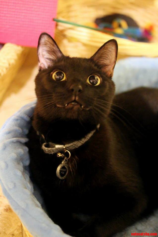 Black Friday V2.0- Misser Poe and Him Fangz