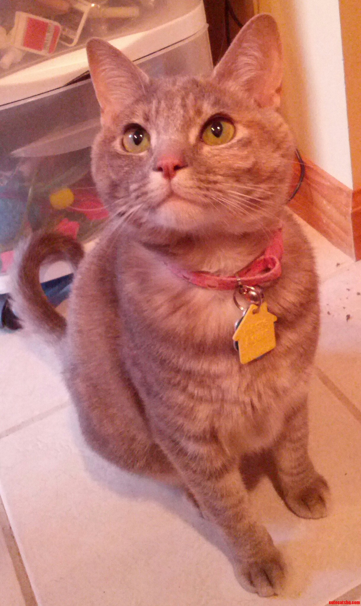 Bob the Lady Cat
