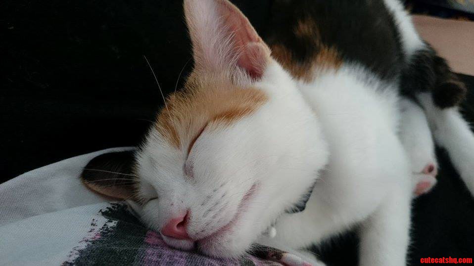 Boss Yeah I Cant Work Today. Theres a Cat-astrophic Situation at Home... Warning Will Pull Heart Strings