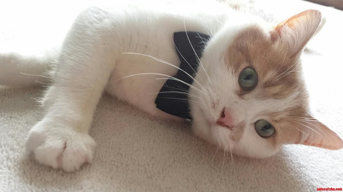Bought My Cat a Bow Tie for His Collar. Was Not Disappointed