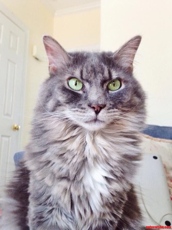 Bowser Looking Handsome As Always.