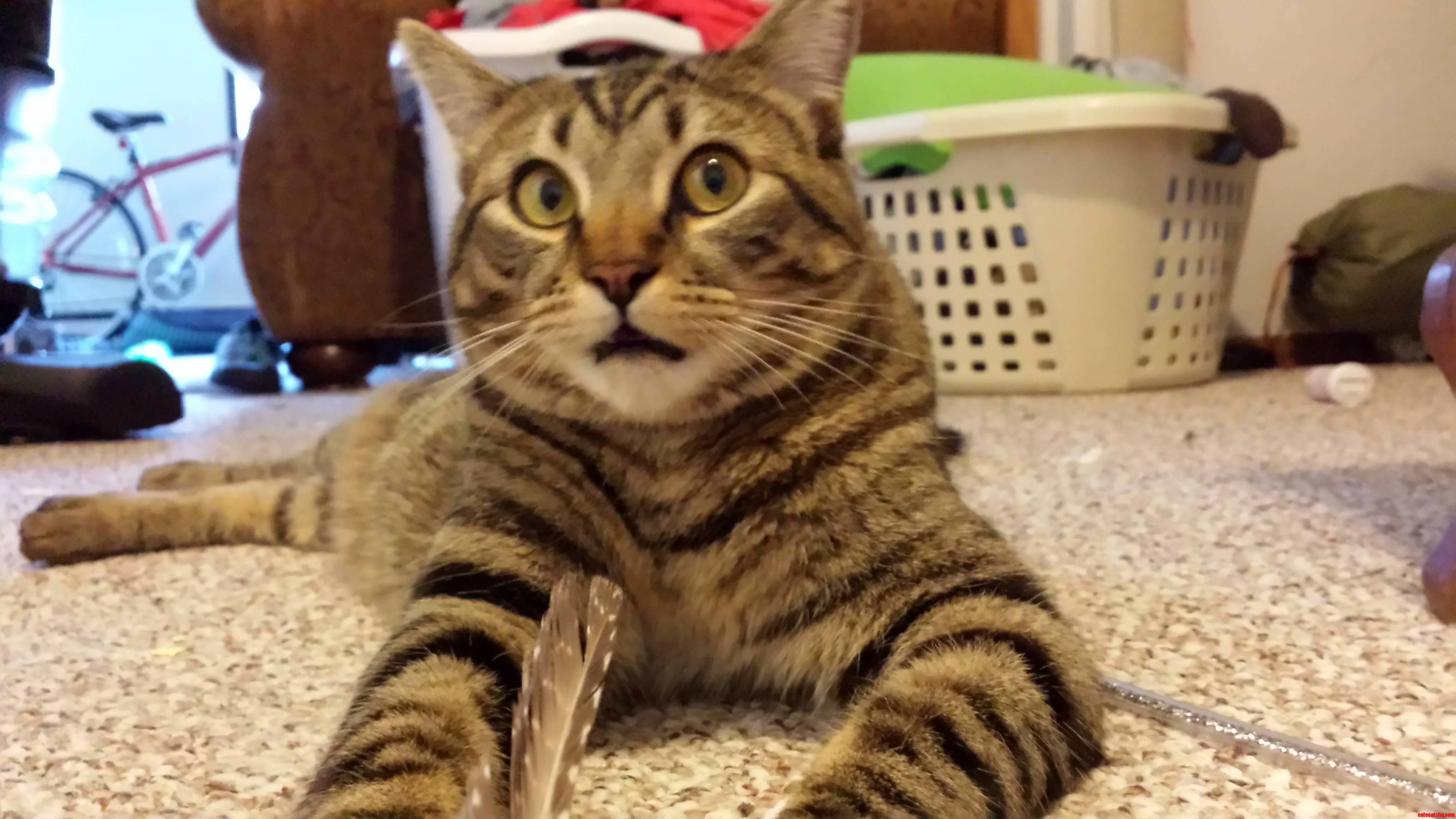 Bug Is a Little Special