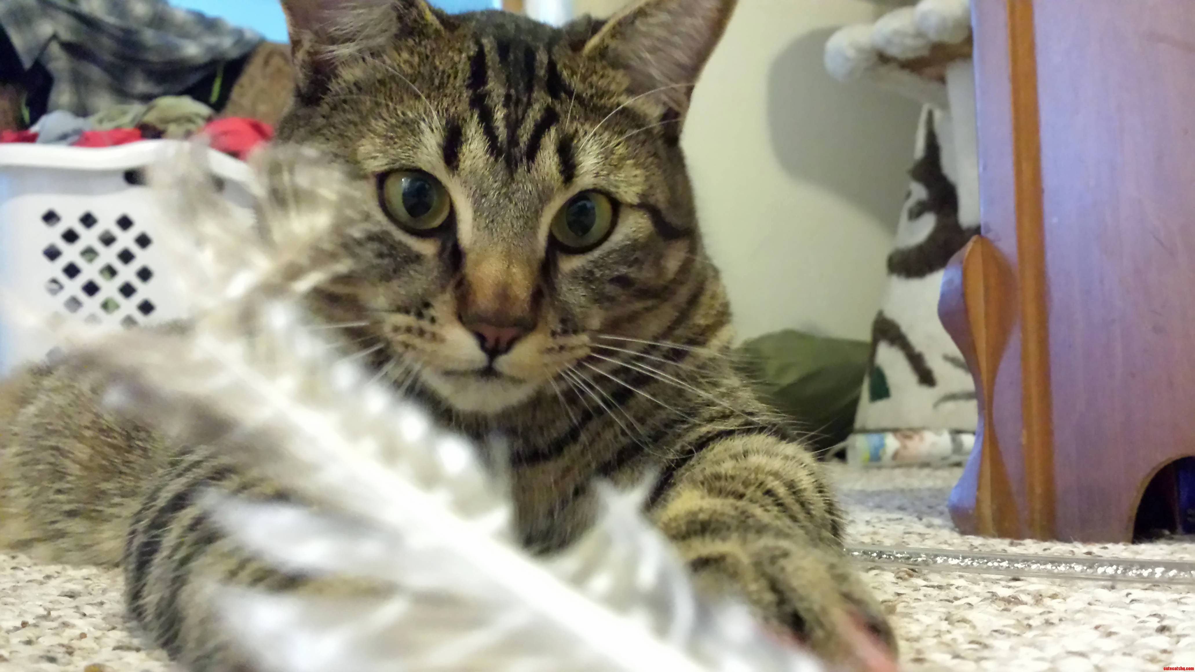 Bug Is a Very Contemplative Little Guy