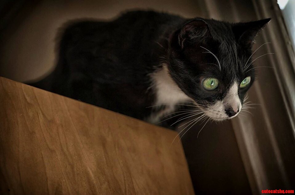 Buster on the Bookcase
