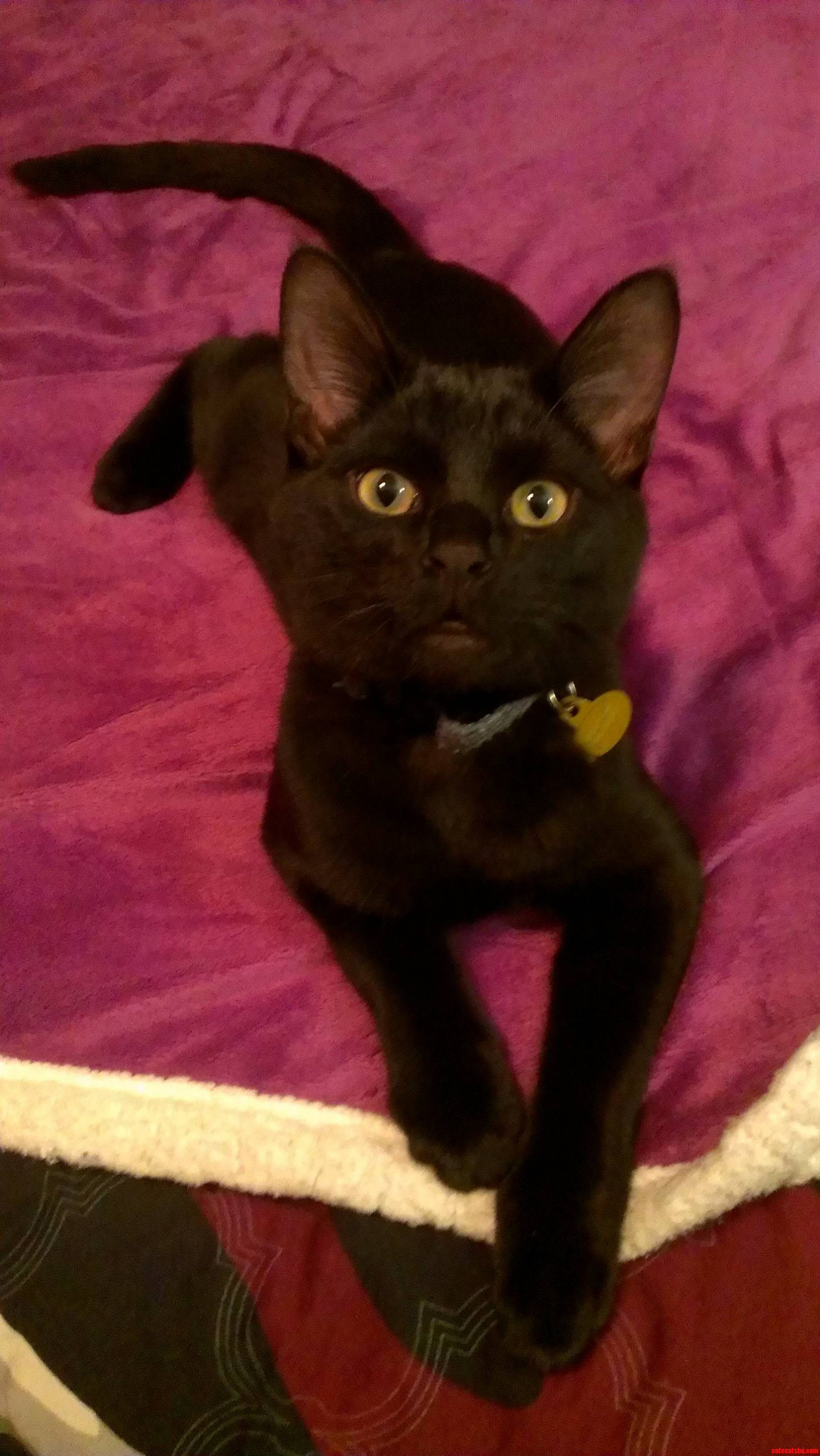 Calvin Has Been Waiting Patiently for Black Cat Friday