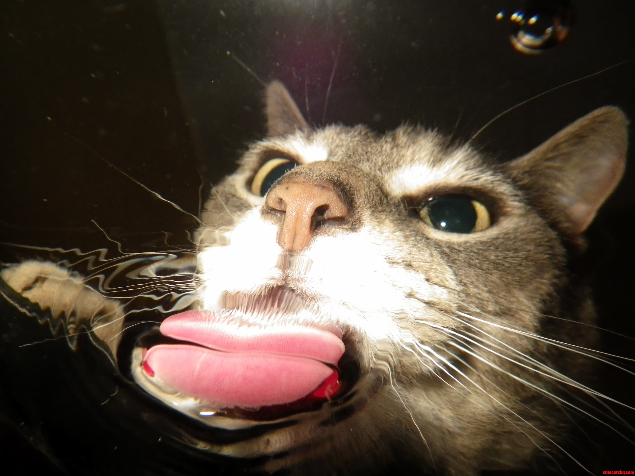 Cammy Drinking from the Fish Tank