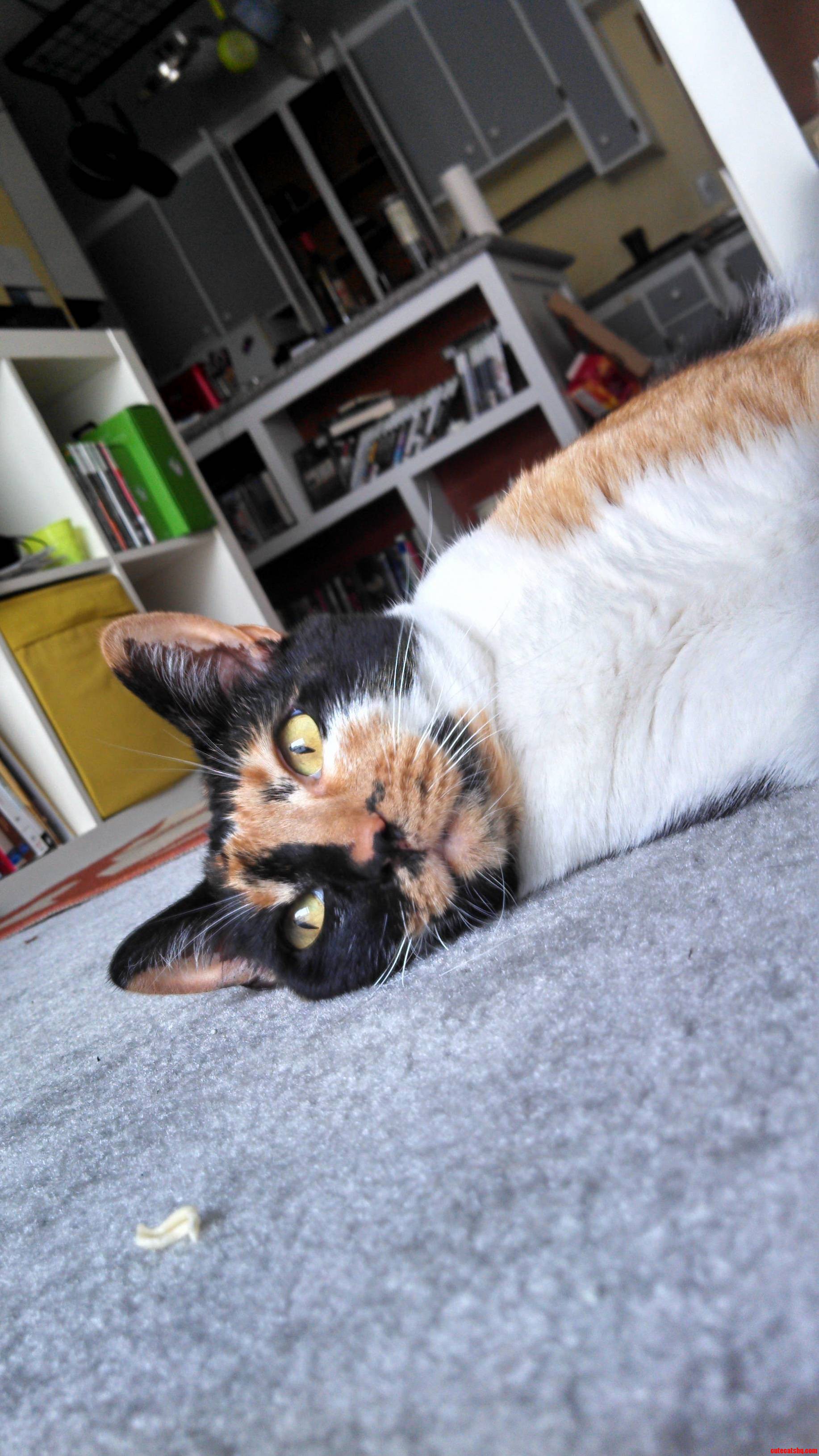 Can Calico Caturday Be a Thing