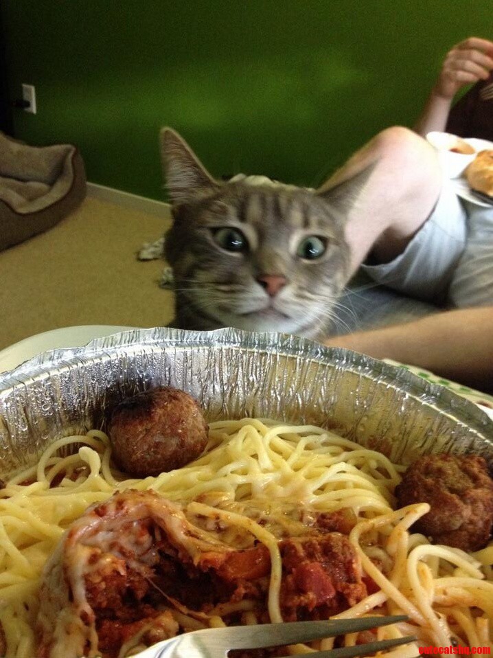 Can I Haz Meatball