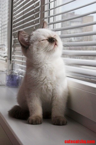 Can Someone Please Tell Me What Breed This Cat Is