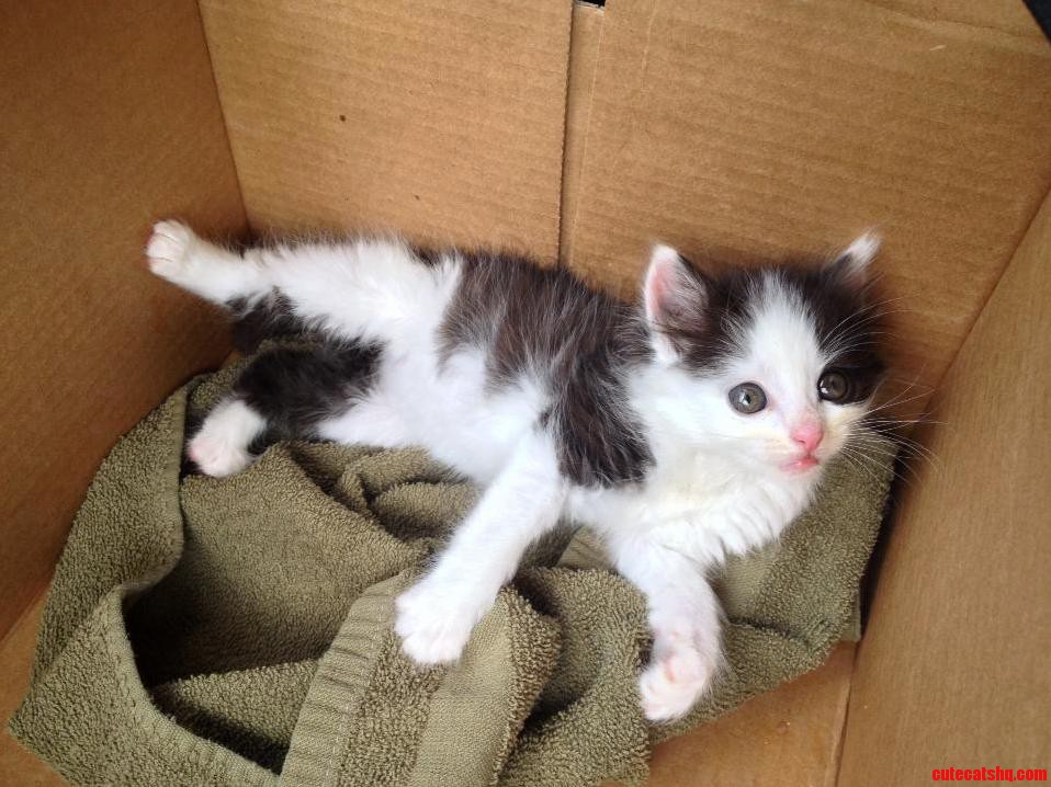 Can You Guys Help Me Find the Breed