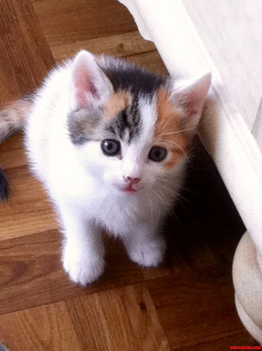 Cant Wait to Bring This Lil Guy Home... Just Look at Those Eyes