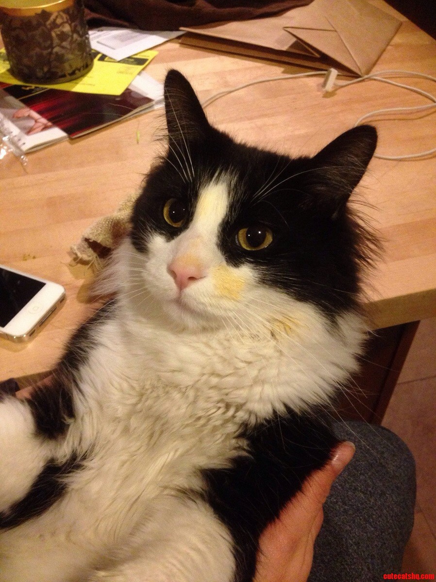 Cat Broke Into the Garbage and Covered Himself in War Paint Curry .