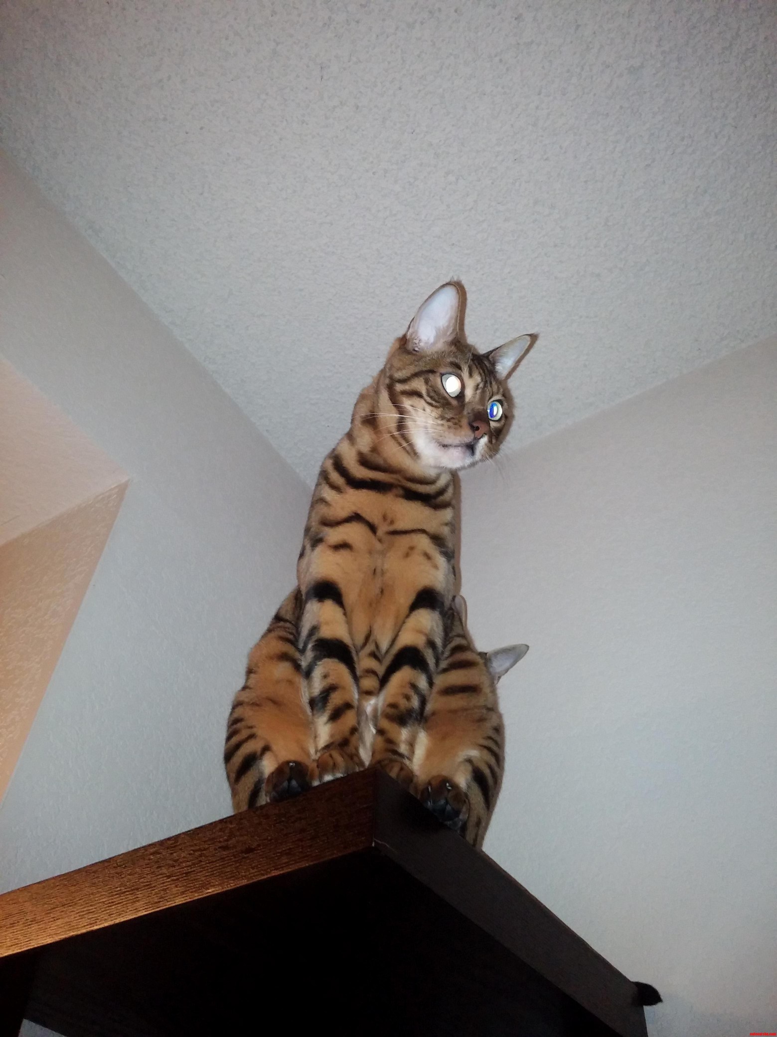 Catgoyle Mode Activated Oc