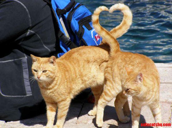Cats Tail of Heart Shape Isnt It Lovely