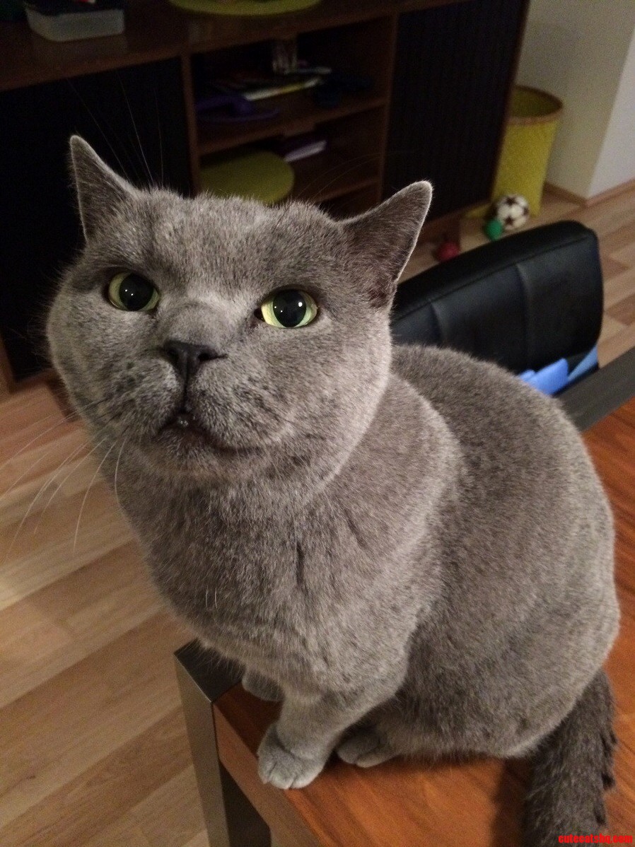 Charles the Magnificent