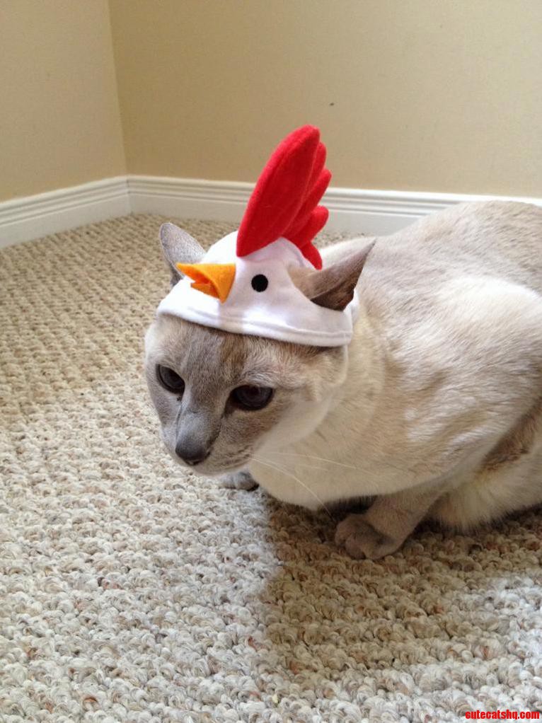Chicken-cat