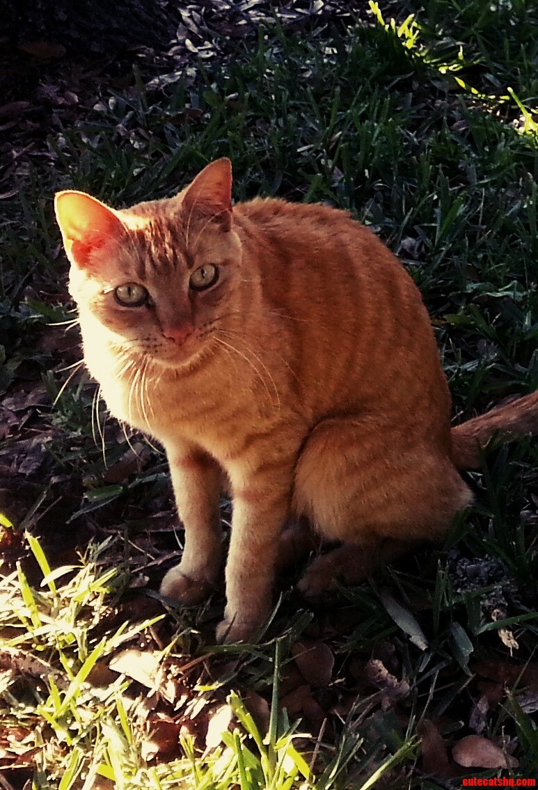 Chill in the Yard