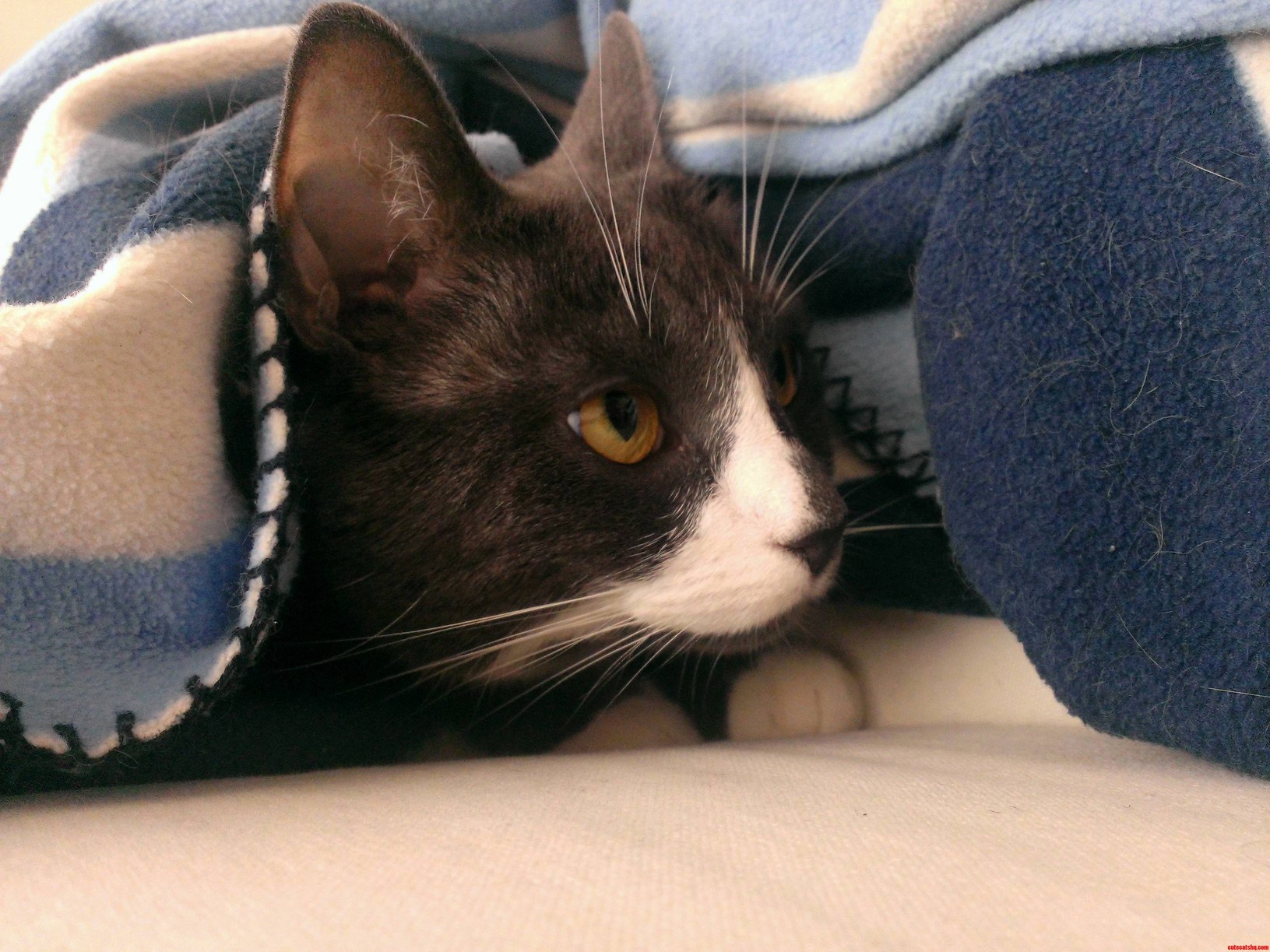 Comfy Nemo