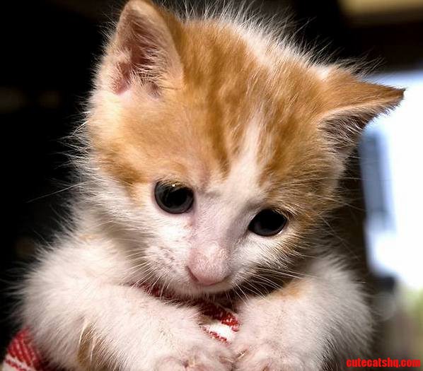 Cute Kitty