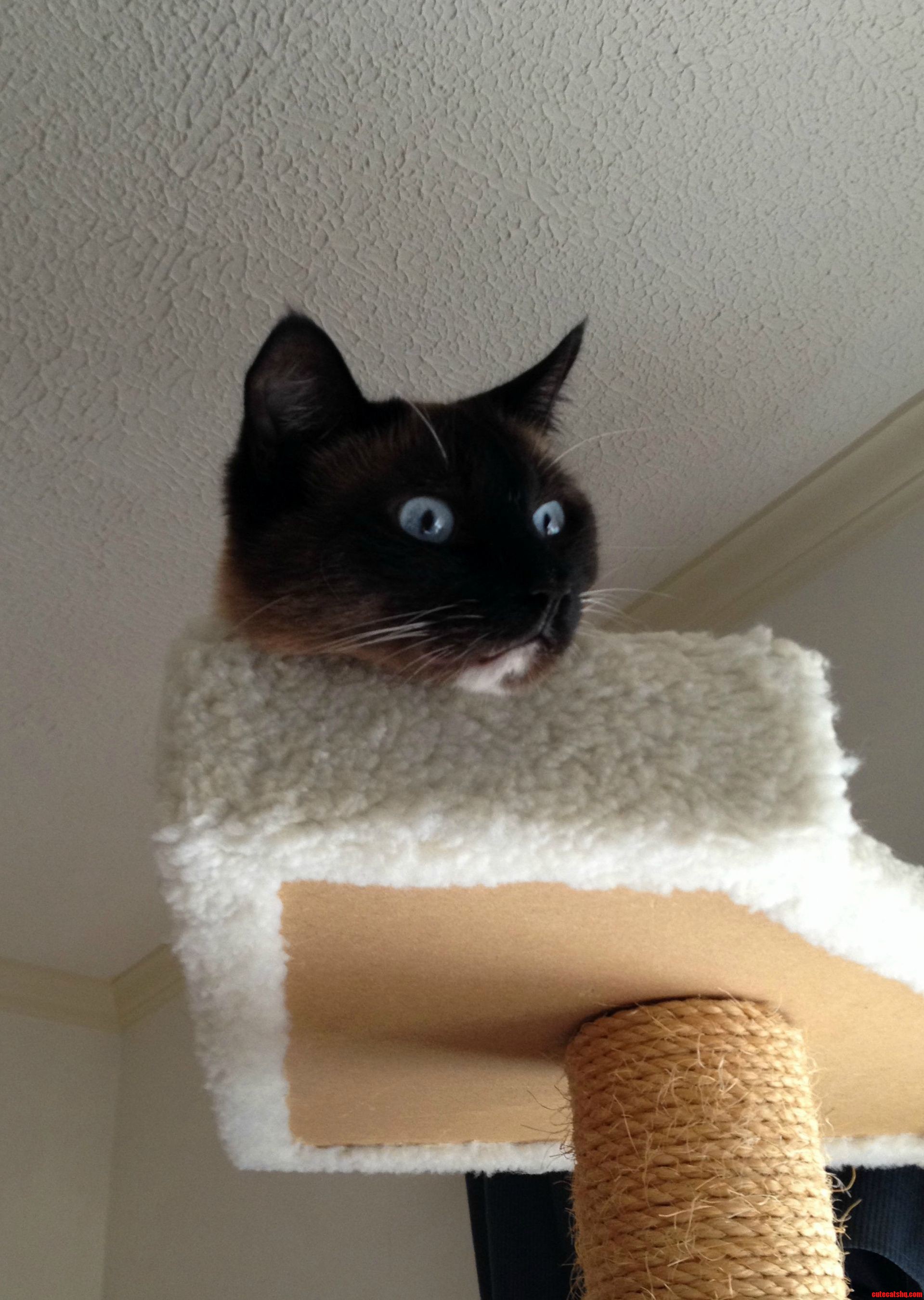Dax Seems a Little... Intense