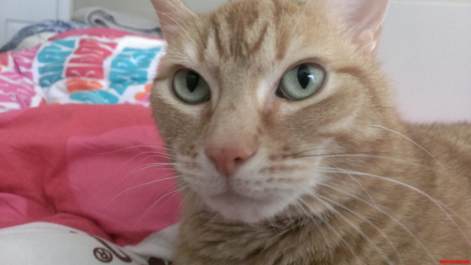 Dem Eyes