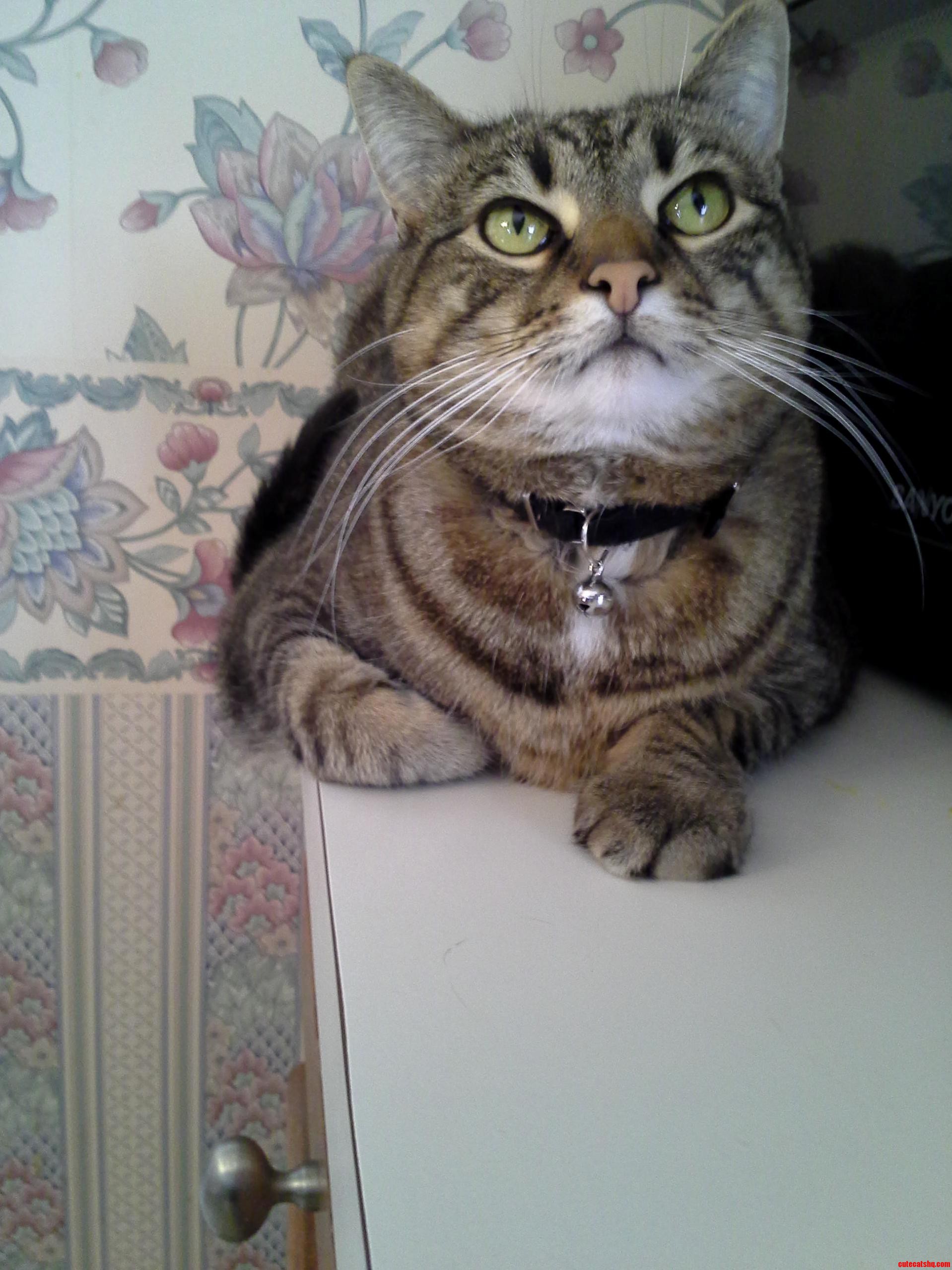 Dem Whiskers.