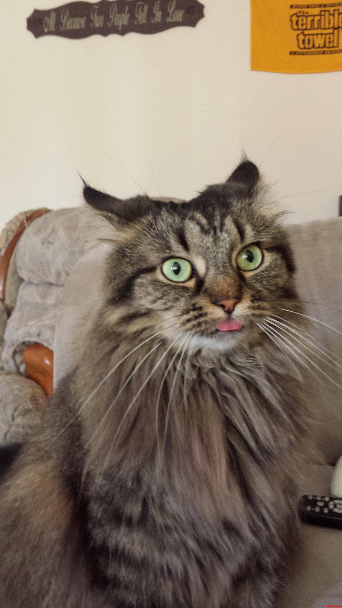 Derp