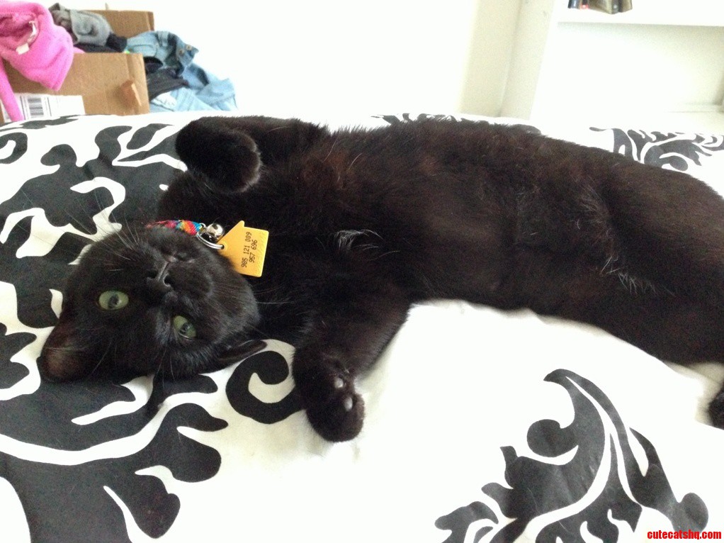 Derpy Kitty .
