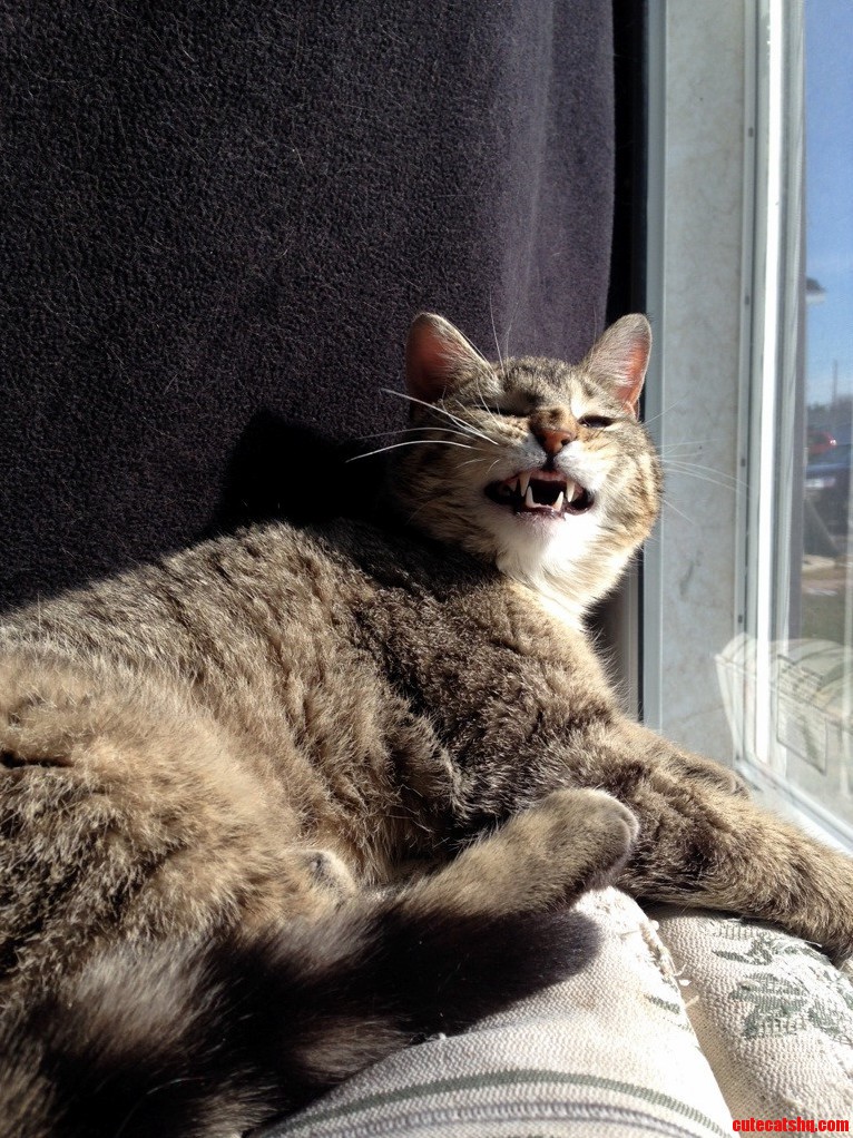 Did Someone Say Say Cheese