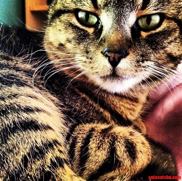 Did Someone Say Tabby Cat Day