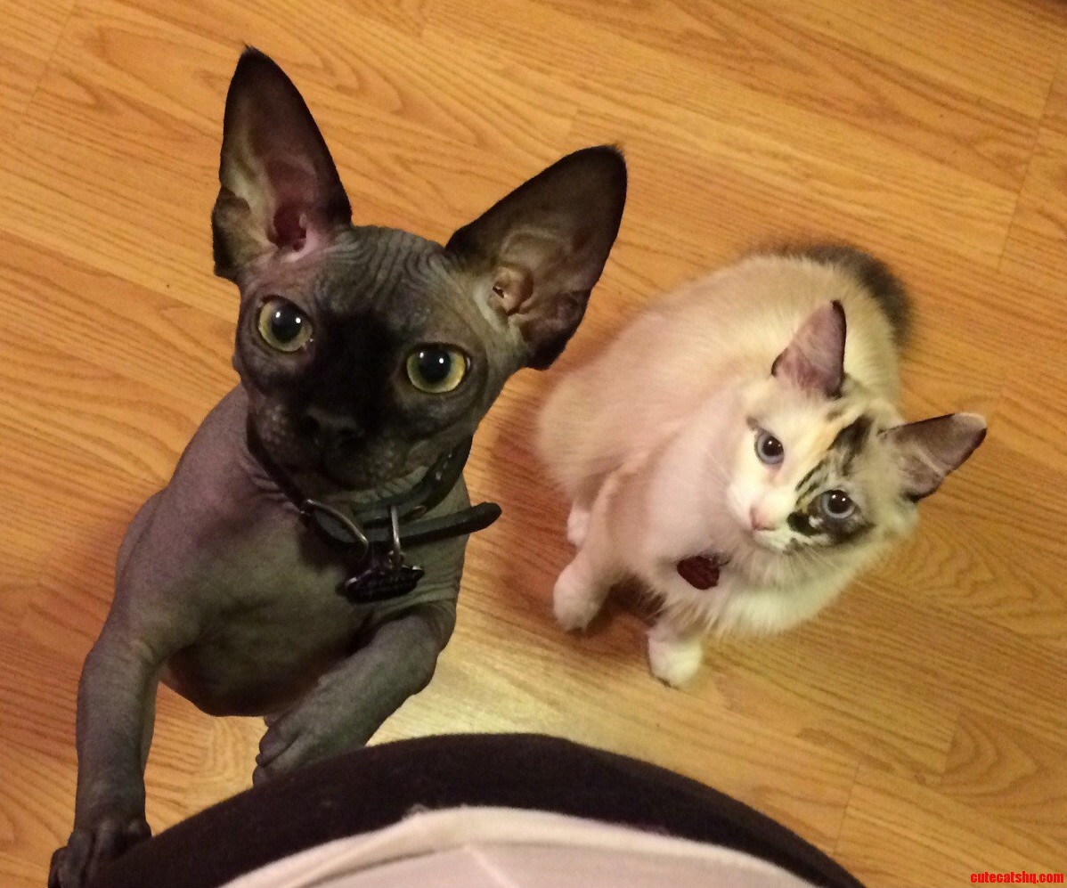 Do I Smell Chicken