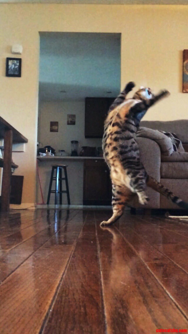 Do Not Try to Stop Me... I Must Dance