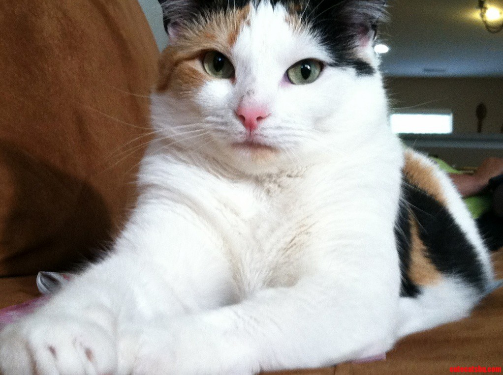 Do You Ever Look at Your Cat and Think to Yourself Damn Youre Prettier Than Me