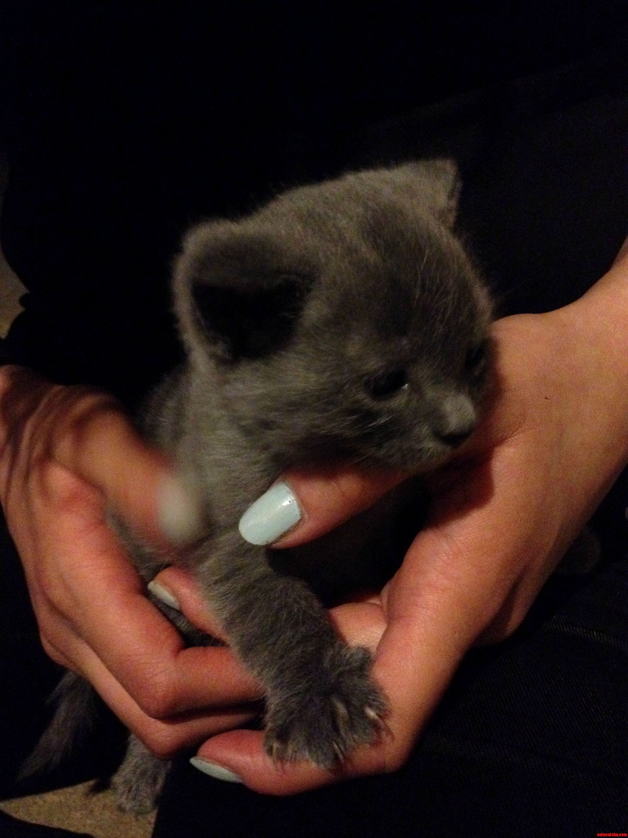 Does a Kitten Being Late to Open His Eyes Have Any Long Term Effects