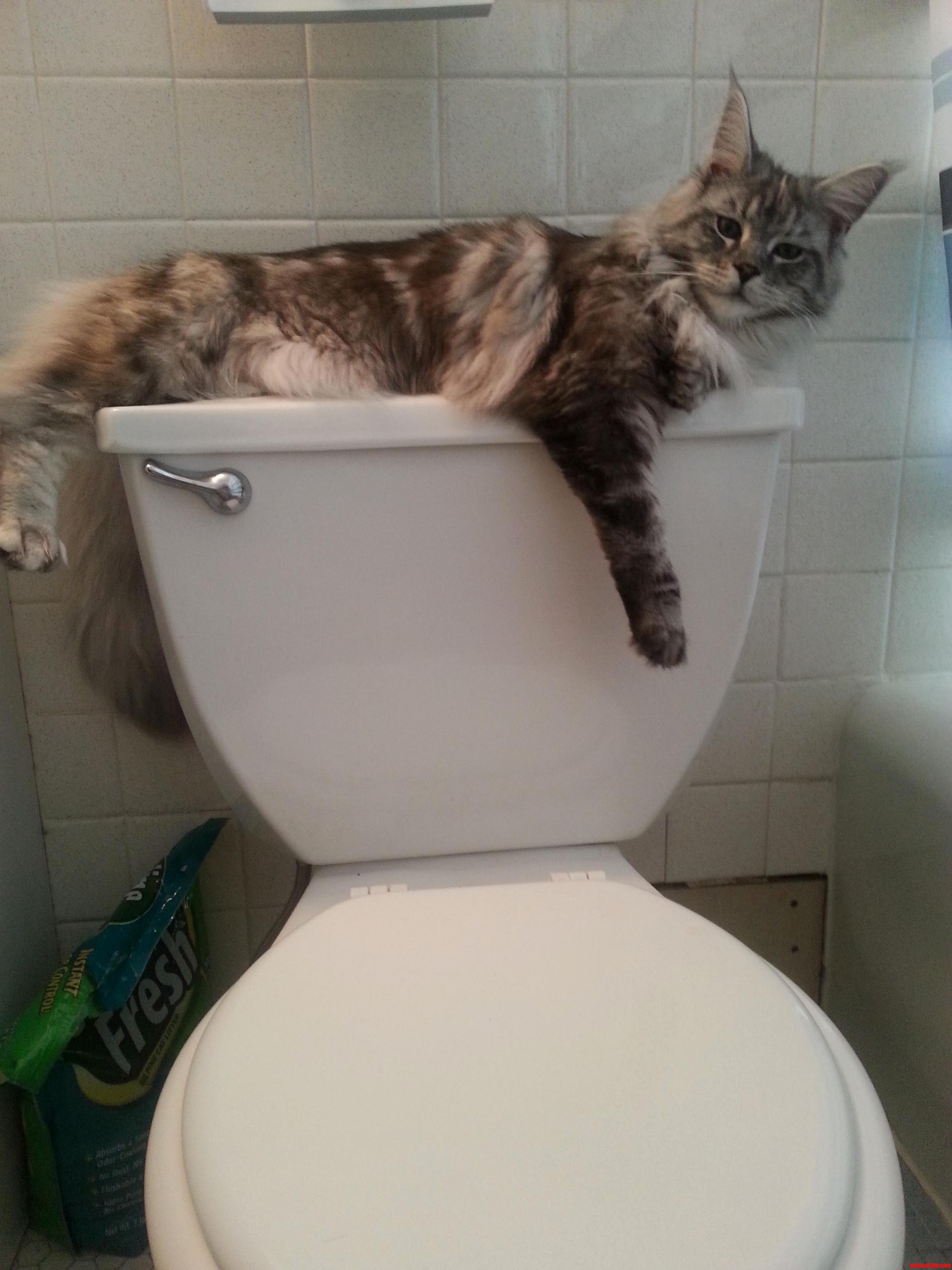 Dont Mind Me I Ll Just Watch.