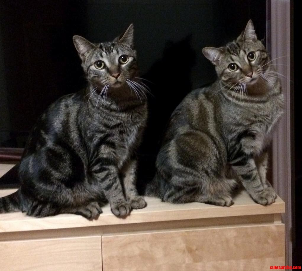 Double Tabby Cat