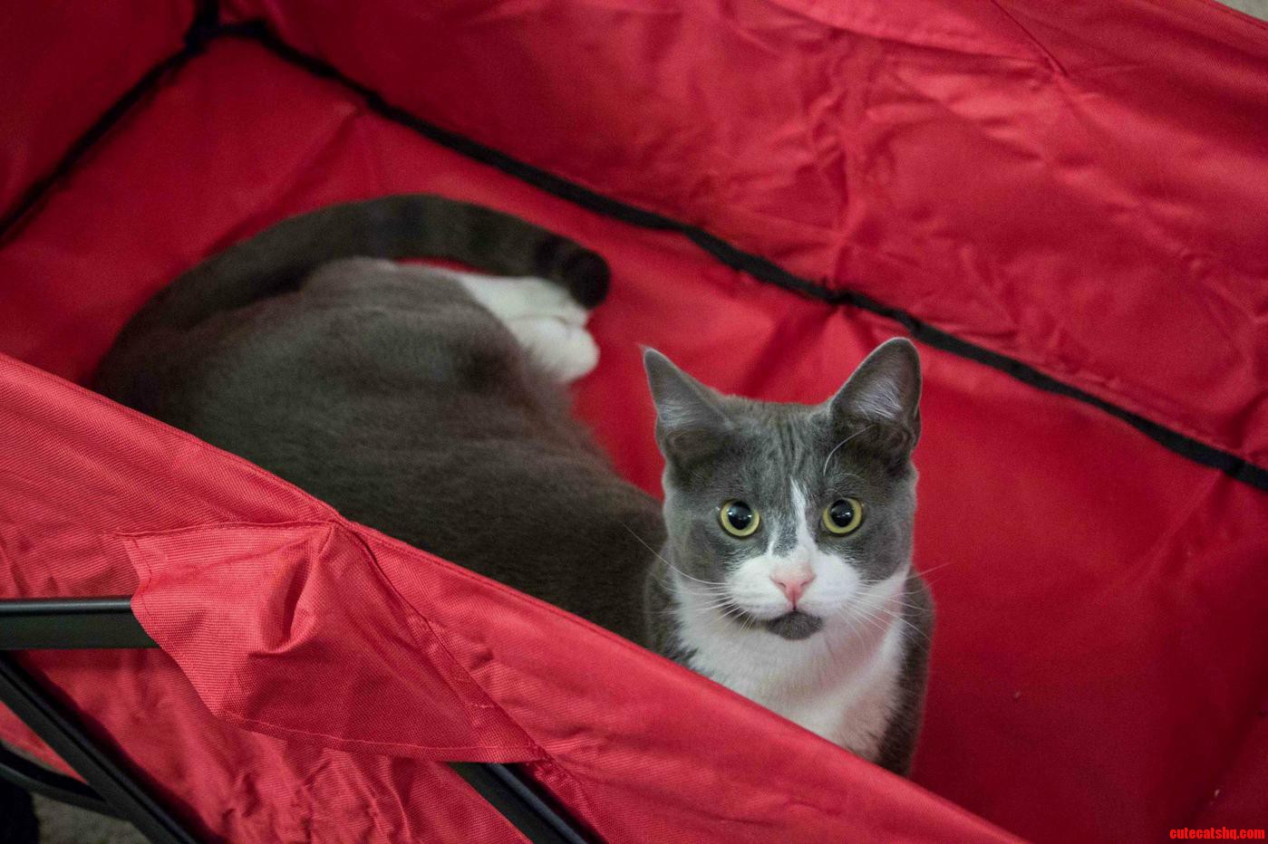 Earl Grey in His Little Red Wagon - Theres So Much Room for Activities