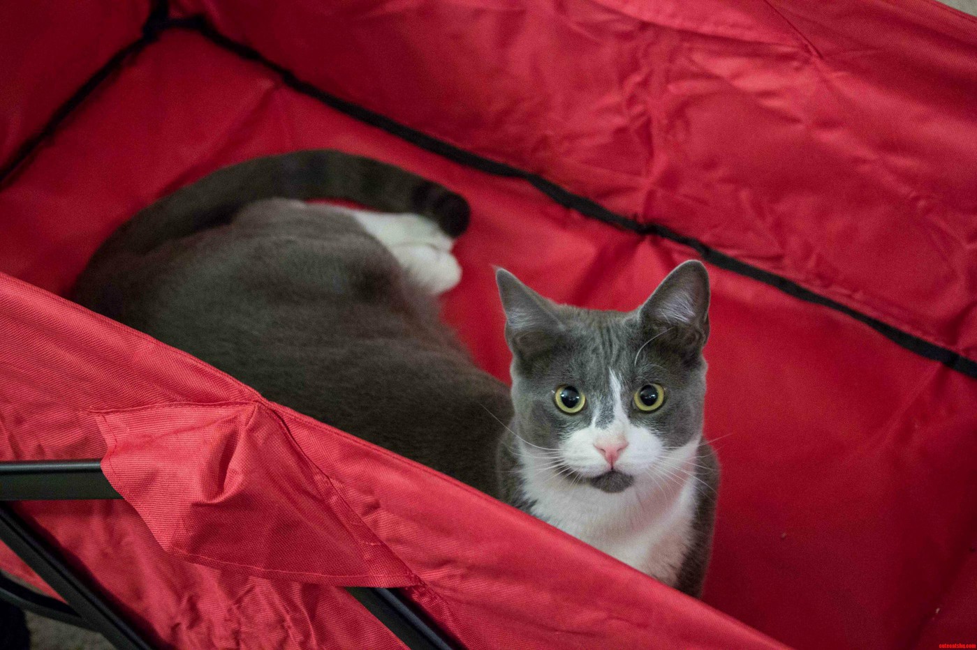 Earl Grey in His Little Red Wagon - Theres So Much Room for Activities
