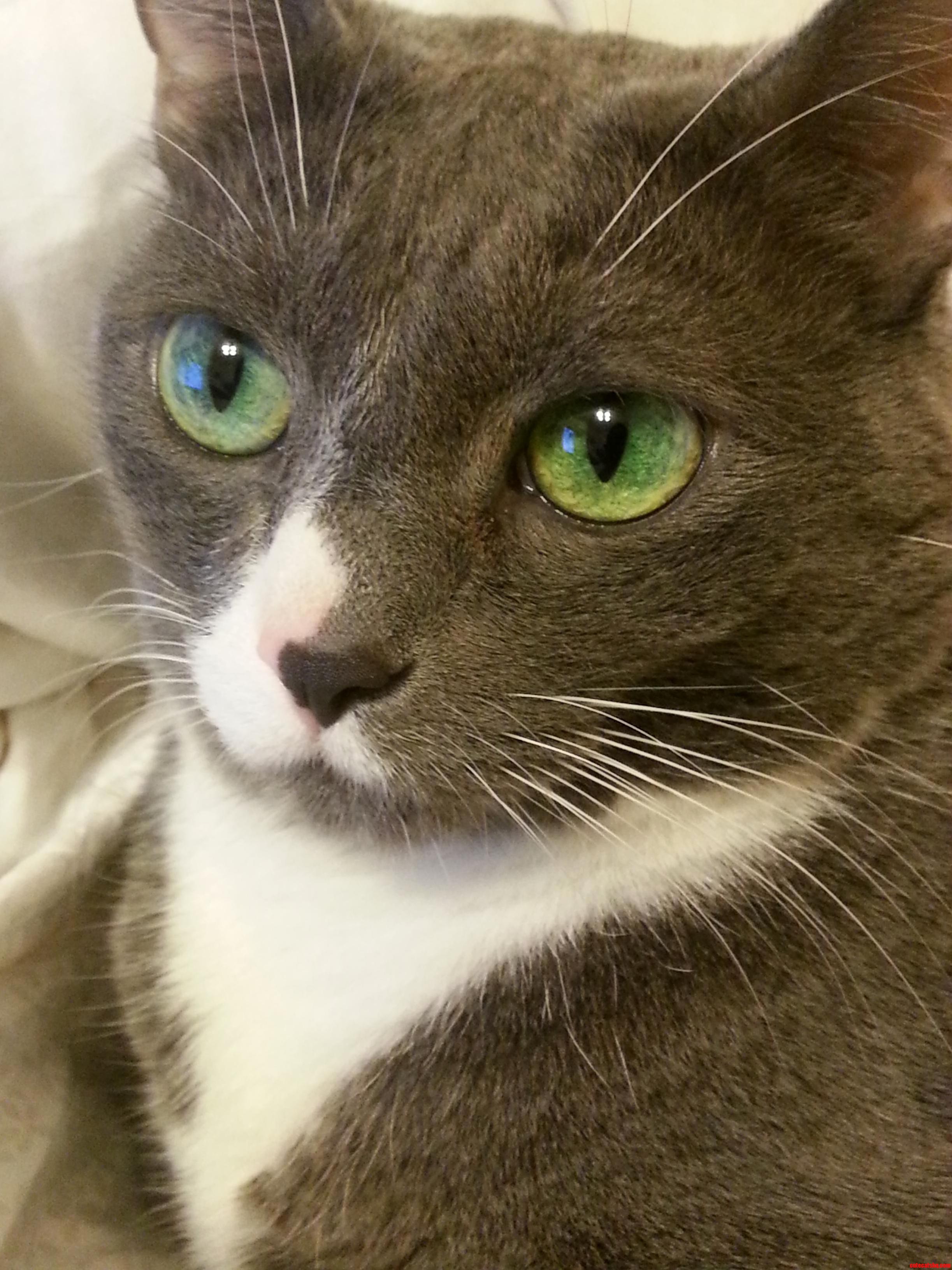 Elizas Eyes