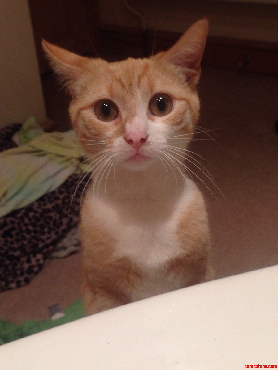 Eve and Her Freakishly Large Eyes. Anyone Else Know a Cat with Eyes This Weird